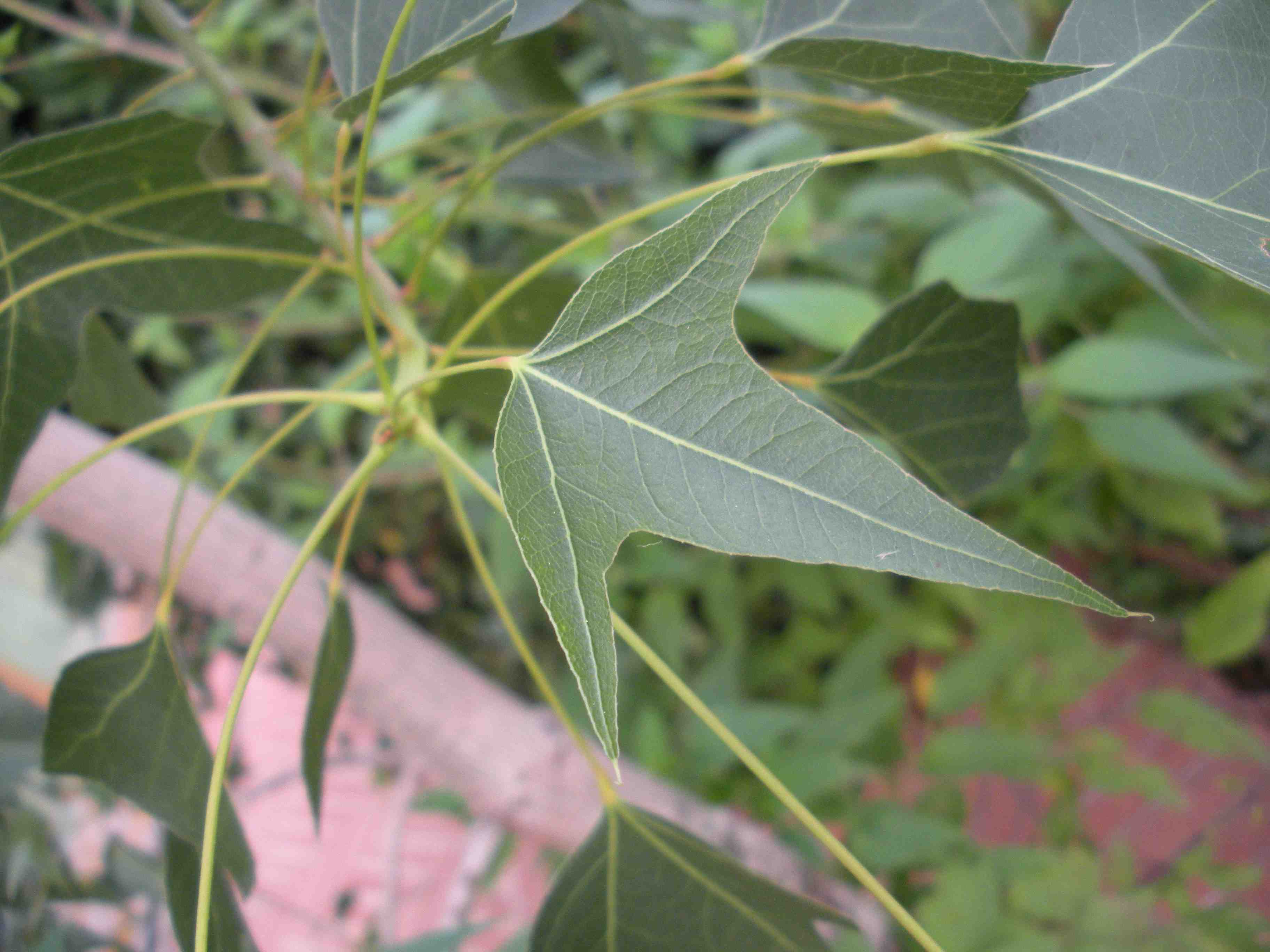 Albero da determinare - Brachychiton (populneus